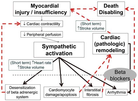 heart failure beta blockers